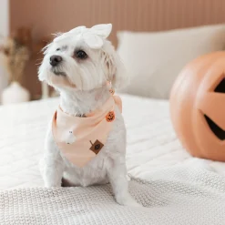 Dog Bandana in Bewitched