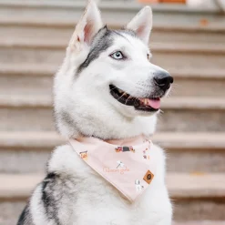 Dog Bandana in Gilmore Girls