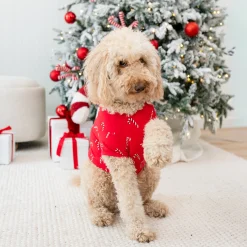 Dog Tee in Candy Cane