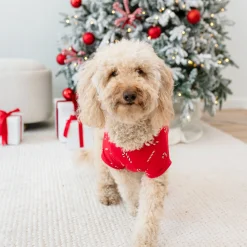Dog Tee in Candy Cane
